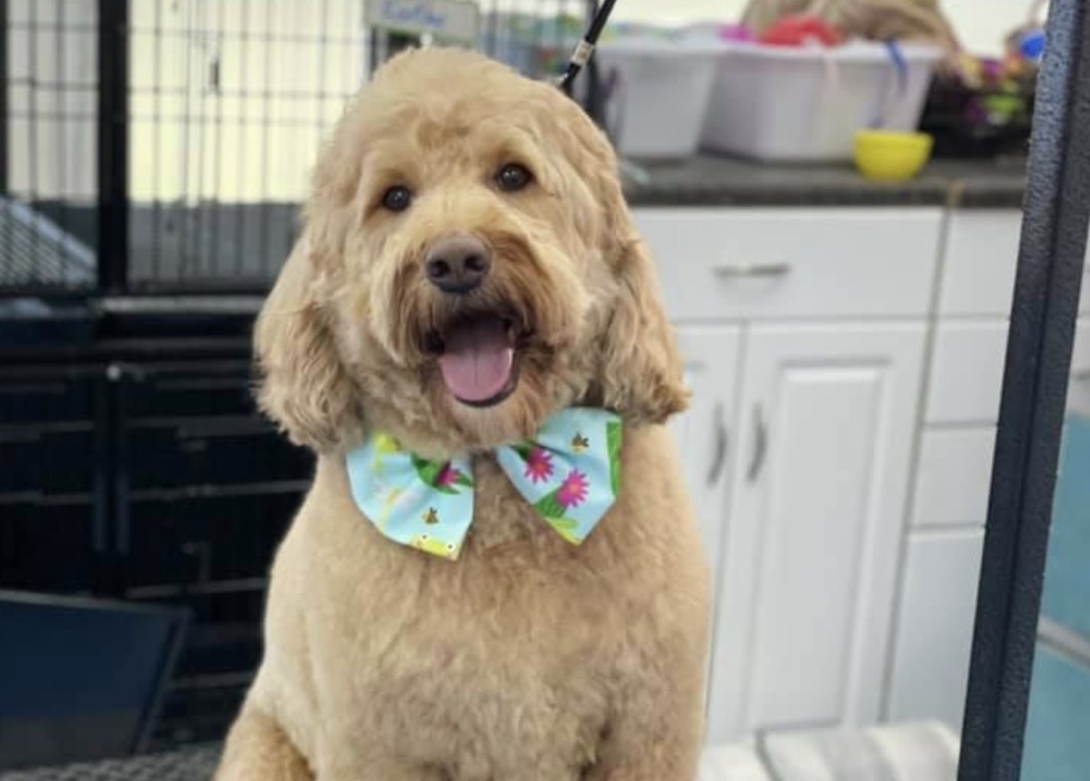 The Importance of Regular Pet Grooming in Bellevue