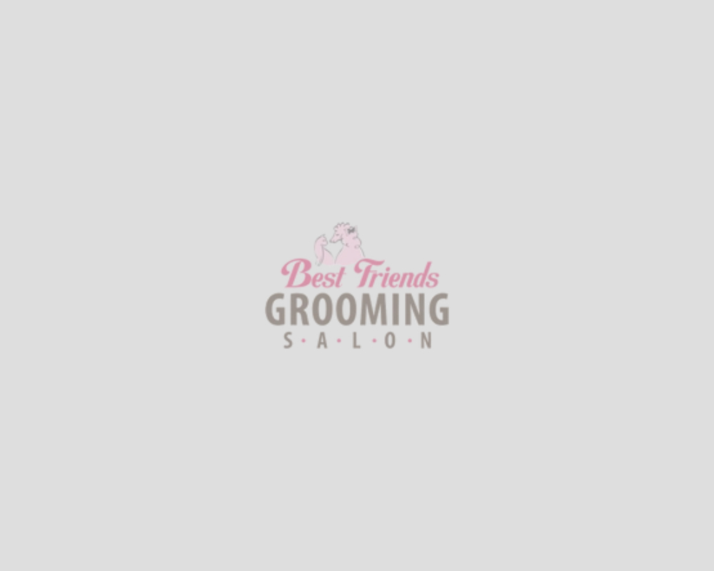 How to Maintain Your Pet's Coat Between Grooming Sessions