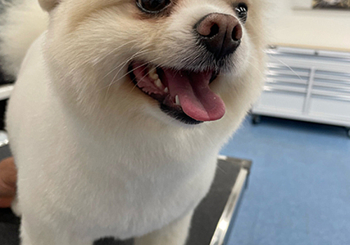 202601121459504_Image-95