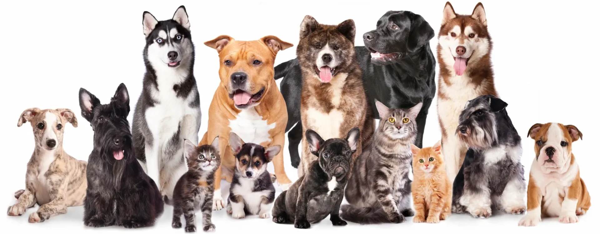 Bellevue Pet Groom Blog Best Friends Grooming Salon